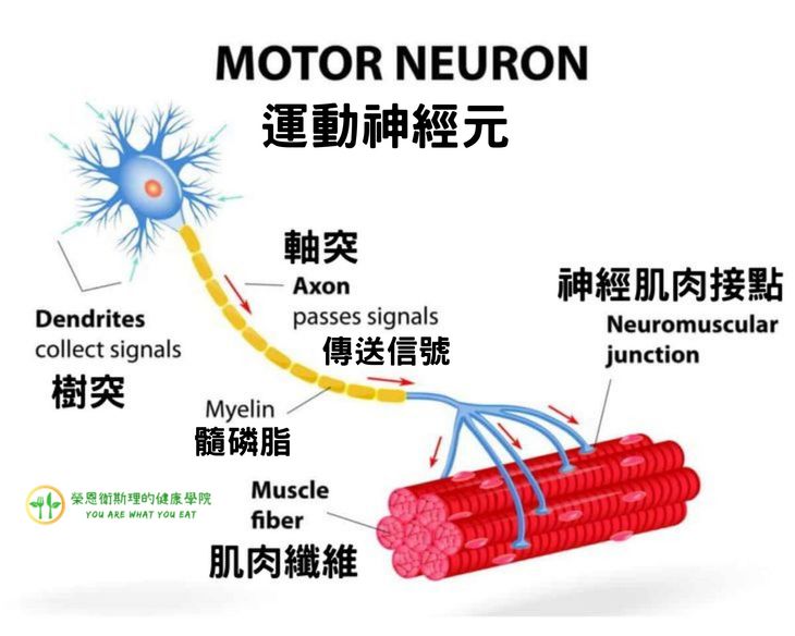 運動神經元介紹圖